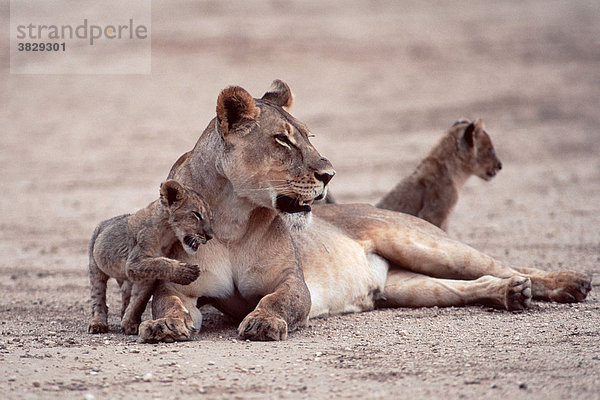 Afrikanische Loewin mit Jungtieren  Kalahari-Gemsbok-Park  Suedafrika / (Panthera leo) / Afrikanischer Löwe  Löwin