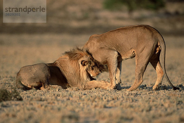 Afrikanische Loewen  maennlich  begruessen sich  Kalahari-Gemsbok-Park  Suedafrika / (Panthera leo) / Afrikanischer Löwe
