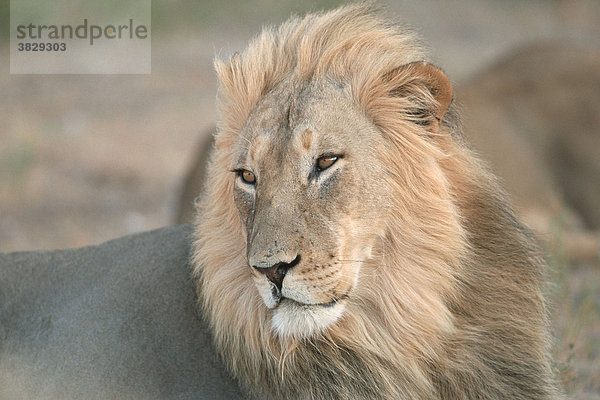 Afrikanischer Loewe  maennlich  Kalahari-Gemsbok-Park  Suedafrika / (Panthera leo) / Afrikanischer Löwe