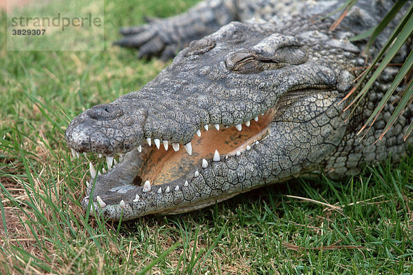Nilkrokodil  Gauteng Provinz  Suedafrika / (Crocodylus niloticus)