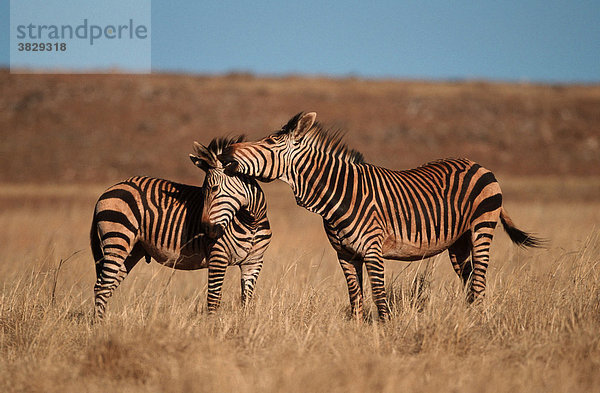 Kap-Bergzebras  gegenseitige Fellpflege  Suedafrika / (Equus zebra zebra)