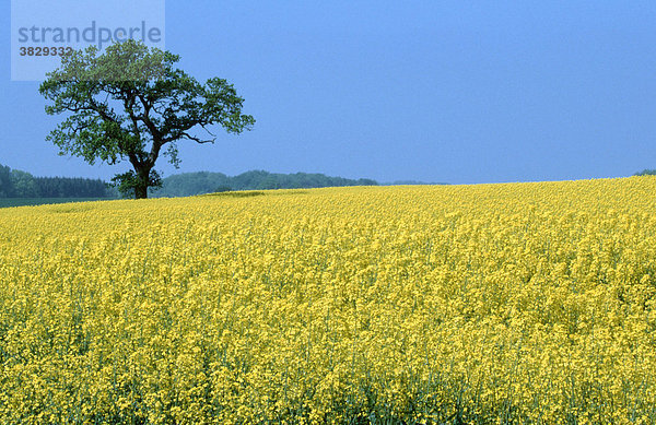 Rapsfeld und Stieleiche  Schleswig-Holstein  Deutschland / (Quercus robur) / Sommereiche  Eiche