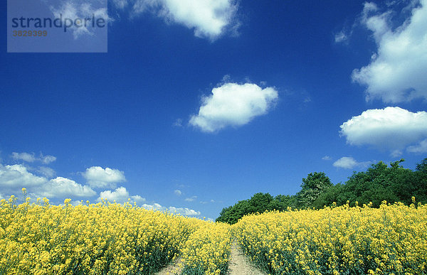 Bluehendes Rapsfeld  Schleswig-Holstein  Deutschland / (Brassica napus)