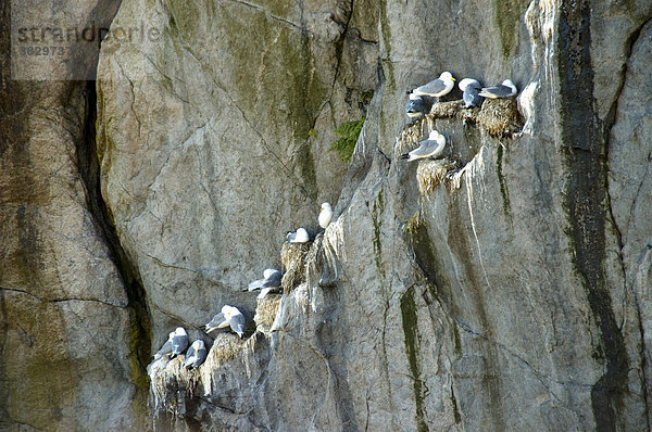 Seevogelkolonie am Fels Hamnöya Moskenesöya Lofoten Norwegen