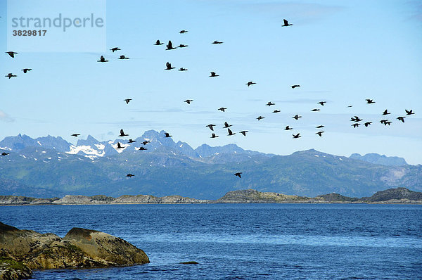 Kolonie Kormorane Phalacrocorax carbo im Flug Lofoten Norwegen