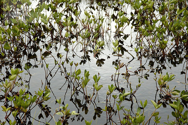 Wasserpflanzen spiegeln sich im Wasser Flakstadöya Lofoten Norwegen