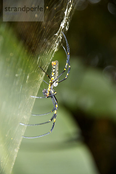 Große bunte Spinne auf ihrem Netz Laos
