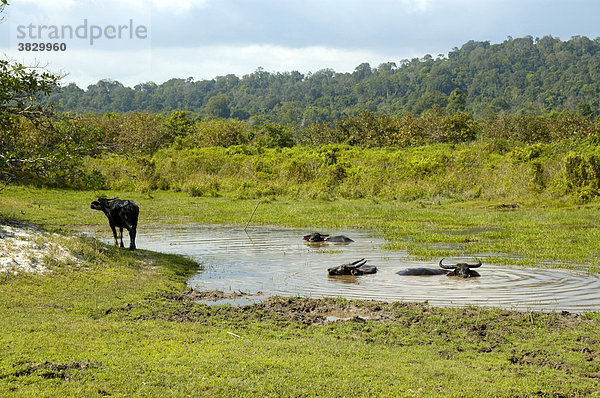 Wasserbüffel nehmen ein Bad Ream Nationalpark bei Sihanoukville Kompong Som Kambodscha