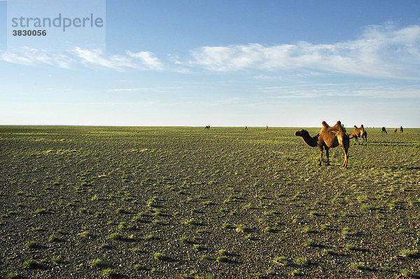 Grasende Baktrischer Kamele in weiter karger Steppe bei Bayanzag Mongolei