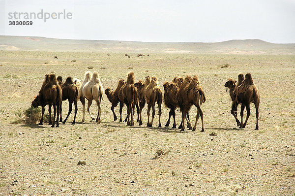 Ziehende Herde Baktrischer Kamele durch karge Steppe Bayanzag Mongolei