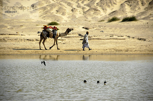 In einen Umhang gekleideter Mann führt ein Kamel am Seil an einer Wasserstelle Wüste Thar bei Jaisalmer Rajasthan Indien