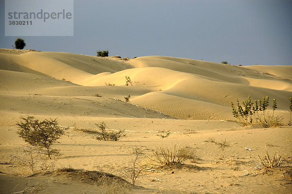 Sanddünen der weiten Wüste Thar bei Jaisalmer Rajasthan Indien