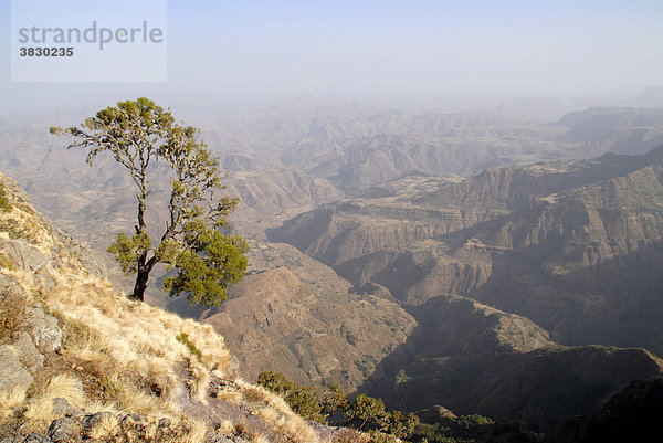 Einzelner Baum in weiter Gebirgslandschaft mit großen Tälern Semien Mountains Nationalpark Äthiopien