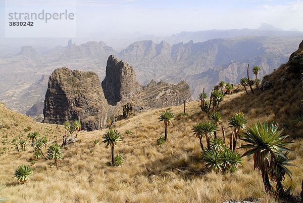 Riesenlobelien Lobelia rhynchopetalum in bizarrer Felslandschaft Imet Gogo im Semien Mountains Nationalpark bei Geech Äthiopien