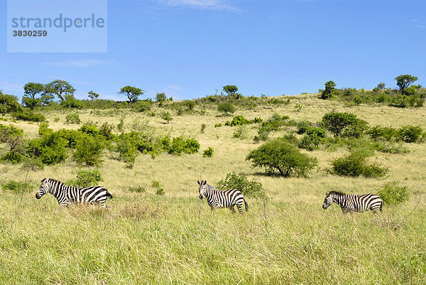 Tiere in freie Wildbahn drei Zebras gehen hintereinander duch die Savanne im Nechisar Nationalpark bei Arba Minch Äthiopien
