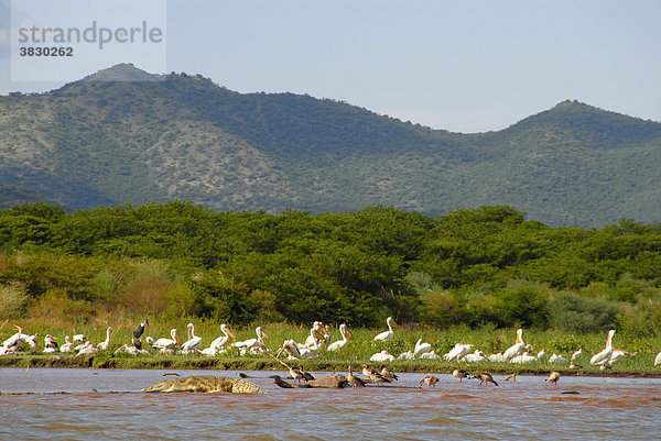Tiere in freie Wildbahn Krokodile Pelikane und Wasservögel im Chamo Lake Nechisar Nationalpark bei Arba Minch Äthiopien