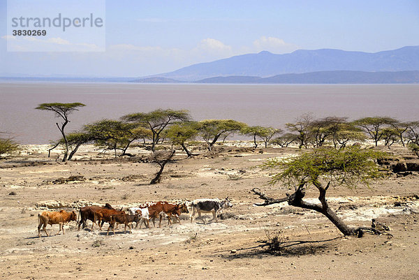 Herde Rinder in ausgedorrter Savanne am Langano Lake Äthiopien