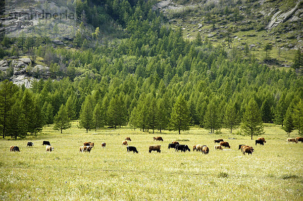 Herde grasender Pferde vor bewaldetem Berghang im Terelij Nationalpark Mongolei