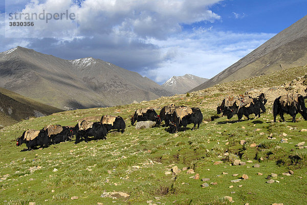 Yaks auf der Weide im Tal von Hepu Tibet China