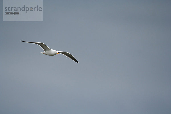 Fliegende Heringsmöwe am Himmel von Stykkisholmur Island