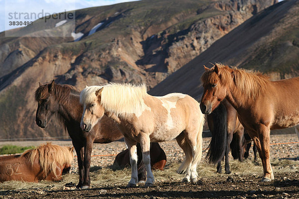 Islandpferde in Landmannalaugar Island den bunten Bergen
