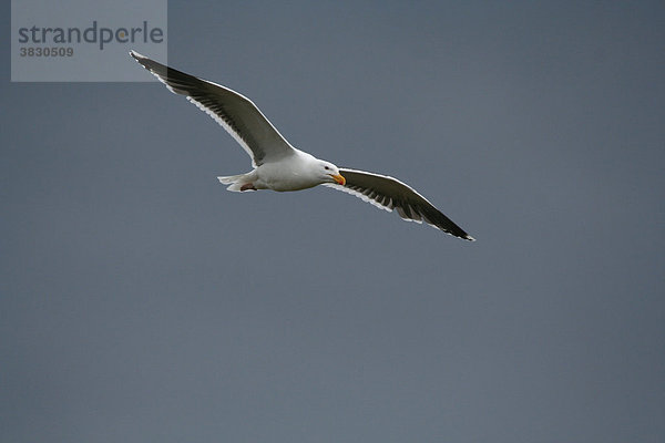 Fliegende Heringsmöwe am Himmel von Island