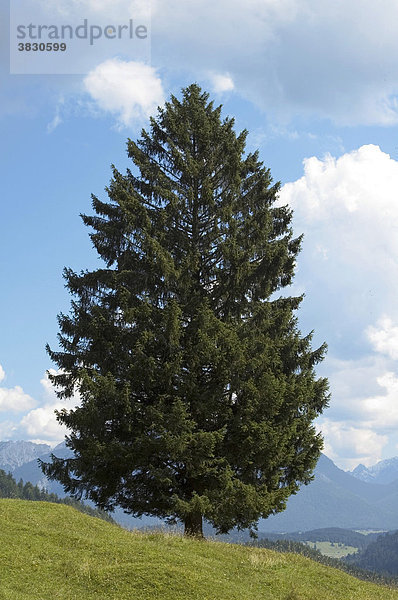 Fichte Picea abies freistehend an einem Berghang bayerische Alpen