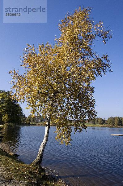Herbstliche Birke am Baiersoiener See bei Bad Bayersoien westlich von Murnau Oberbayern Deutschland