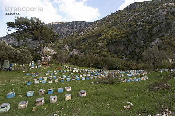 Bienenhäuser Bienenhaus mit Völkern bei Kemer Antalya Lykien Türkei