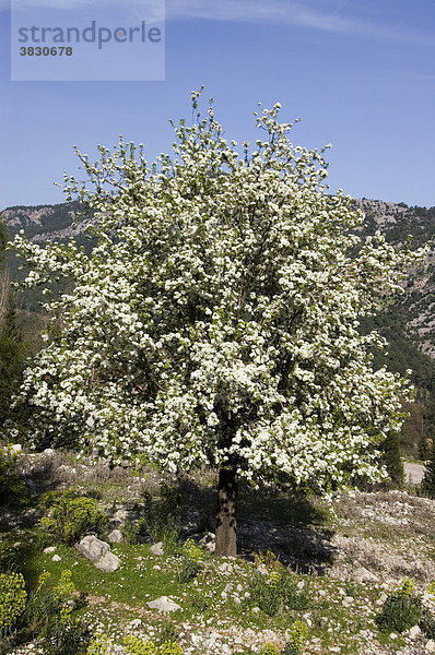 Blühender Obstbaum bei Kemer nähe Antalya Lykien Türkei