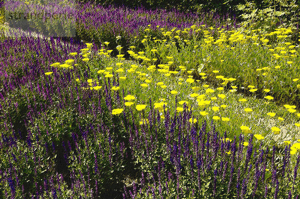 Bundesgartenschau  Blumenbeete  BUGA MUC 05  Photoshop-Kunstfilter Aquarell + grobes Pastell + grobe Malerei