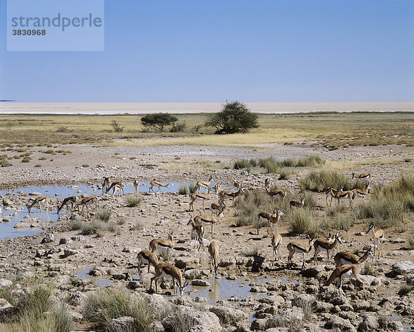 Springböcke - Salvadora Wasserstelle - Etosha National Park - Namibia