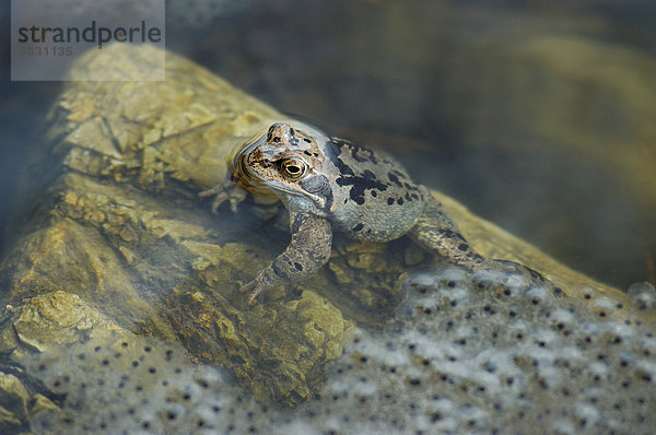 Teich- oder Wasserfrosch ( Rana esculenta) sitzt neben Froschlaich auf Stein im Wasser
