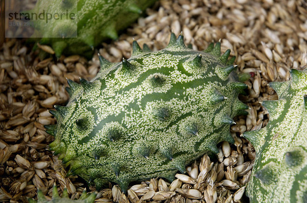 Kiwano Hornmelone Melone Cucumis metuliferus