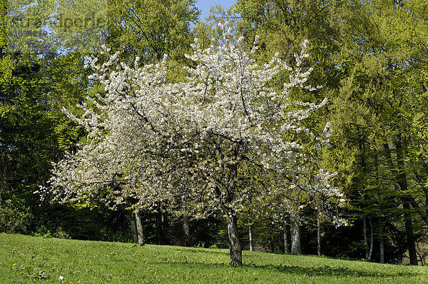 Obstbaum mit Kirschblüte im Frühling