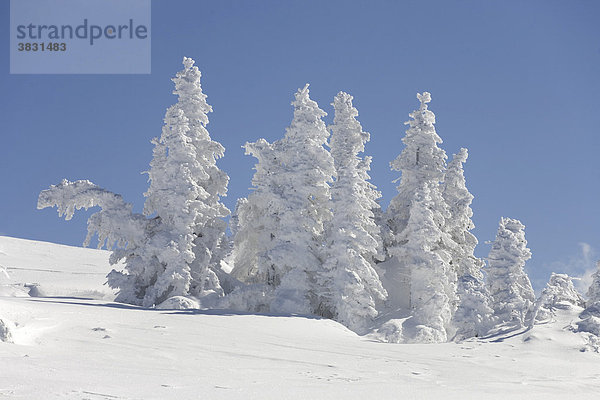 Schneeverkrustete Bäume Schigebiet Stuhleck Steiermark Österreich