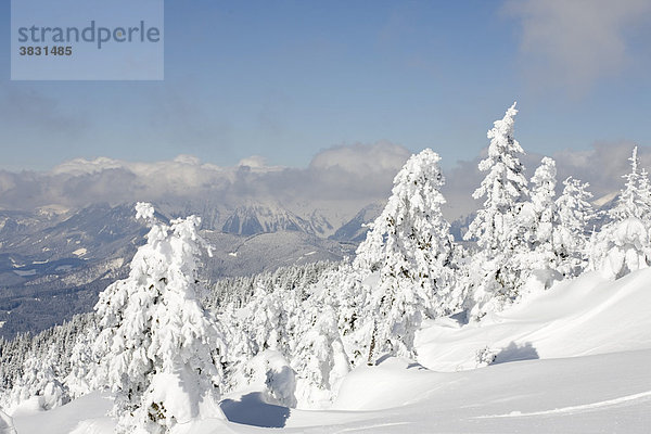 Verschneite Bäume und dahinter das Raxmassiv Schigebiet Stuhleck Steiermark Österreich