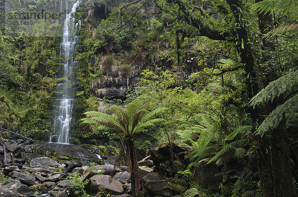 Erskine Wasserfall und Baumfarne Great Ocean Road Victoria Australien