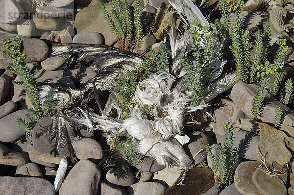 Reste einer toten Möwe Stokes Bay Kangaroo Island Australien