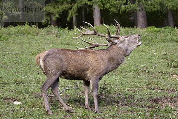 Hirsch während der Brunftzeit Gehegeaufnahme Naturpark in Schwarzau im Gebirge Niederösterreich