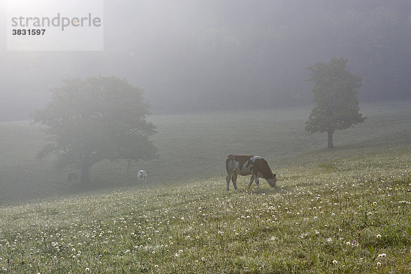 Kuh auf der Weide im Morgennebel Furth an der Triesting Triestingtal Niederösterreich