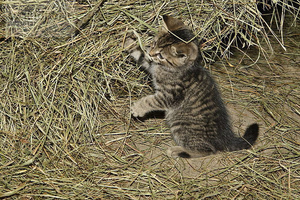 Junge Katzen auf einem Bauernhof spielen im Heu