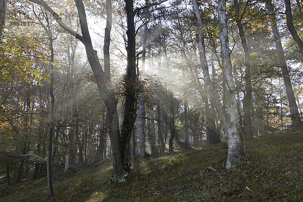 Sonne scheint in einen Buchenwald im Nebel Hocheck Niederösterreich