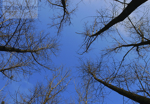 Kahle Bäume vor blauem Himmel aus der Froschperspektive