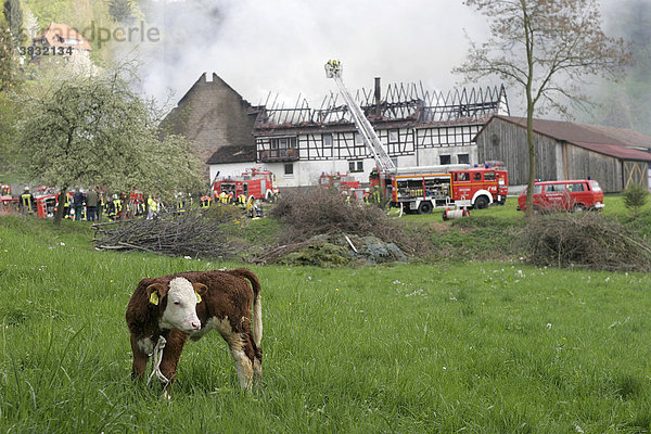 DEU  Heppenheim  Ober-Hambach  28.04.2006 Großbrand eines Bauernhofes  Rettungseinsatz der Feuerwehr   Feuerwehrmänner bei der Brandbekämpfung