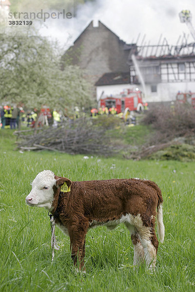 DEU  Heppenheim  Ober-Hambach  28.04.2006 Großbrand eines Bauernhofes  Rettungseinsatz der Feuerwehr   Feuerwehrmänner bei der Brandbekämpfung