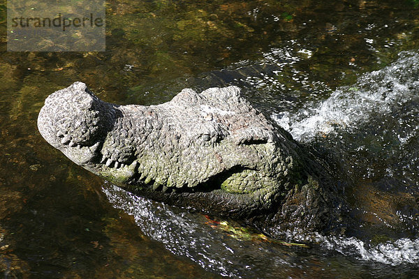 Krokodil im Bach