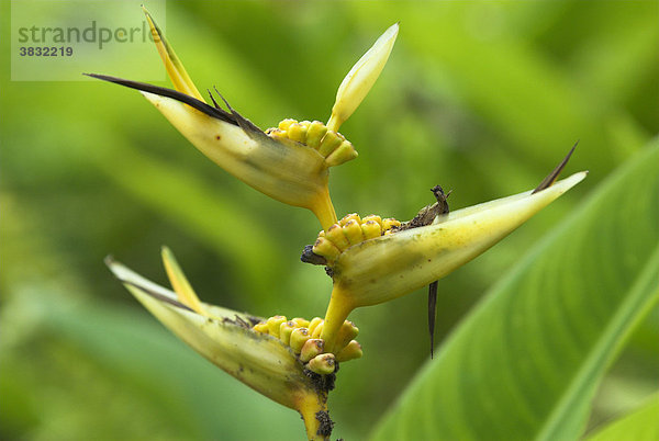 Ingwergewächs Helikonie (Heliconia  Heliconiaceae)  El Yunque National Forest  Puerto Rico