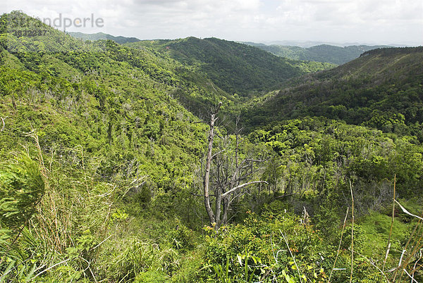 Urwald auf Puerto Rico