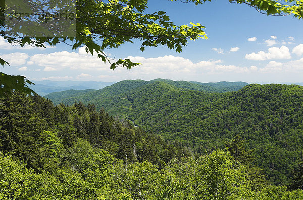 Great Smokey Mountains Nationalpark  North Carolina und Tennessee  USA